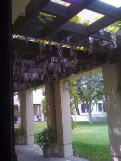 Wisteria in Bloom